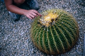 Image of Thorns | thorns vs thrones cause trademark opposition