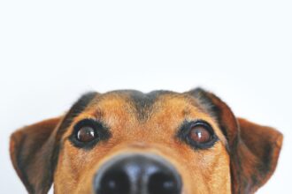 Close up image of IP for Pet Food Manufacturersa brown and tan dog's face and snout