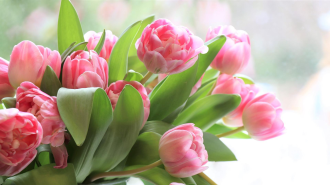 Pink Tulips | Intellectual Property Law Firm | Harness IP