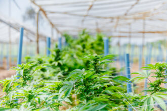 Cannabis And Trademarks: Protecting Against Infringement | IP Law Firm | Harness IP GettyImages 2207660420 | Intellectual Property Law Firm | Harness IP