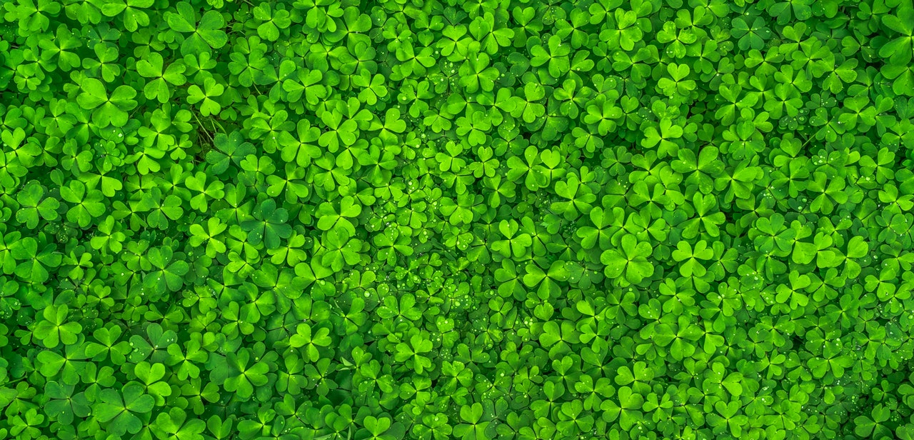 Shamrocks and Patents for St. Patrick's Day